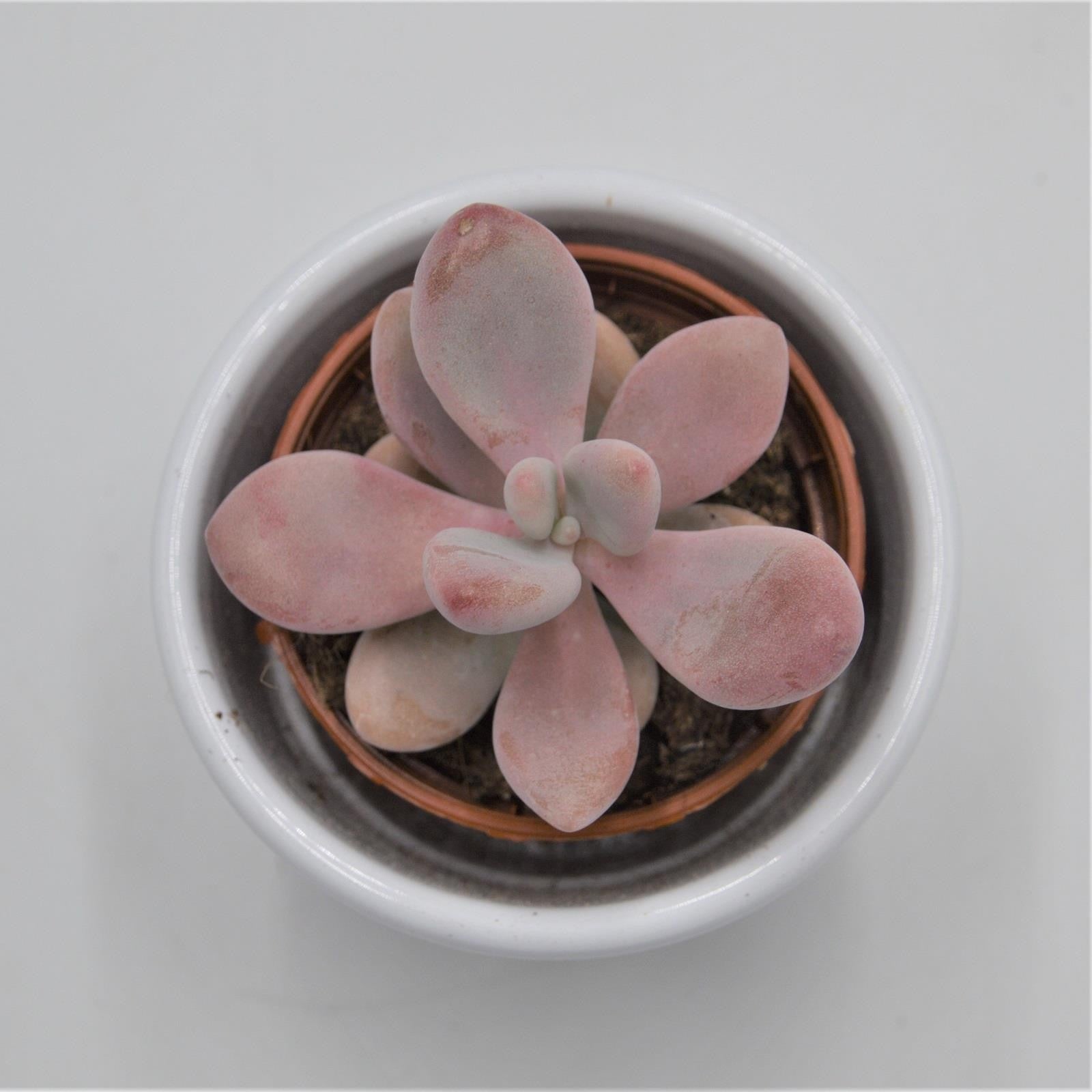 pasiora-pachyphytum-oviferum-pink-moonstones-6cm-topf image 4