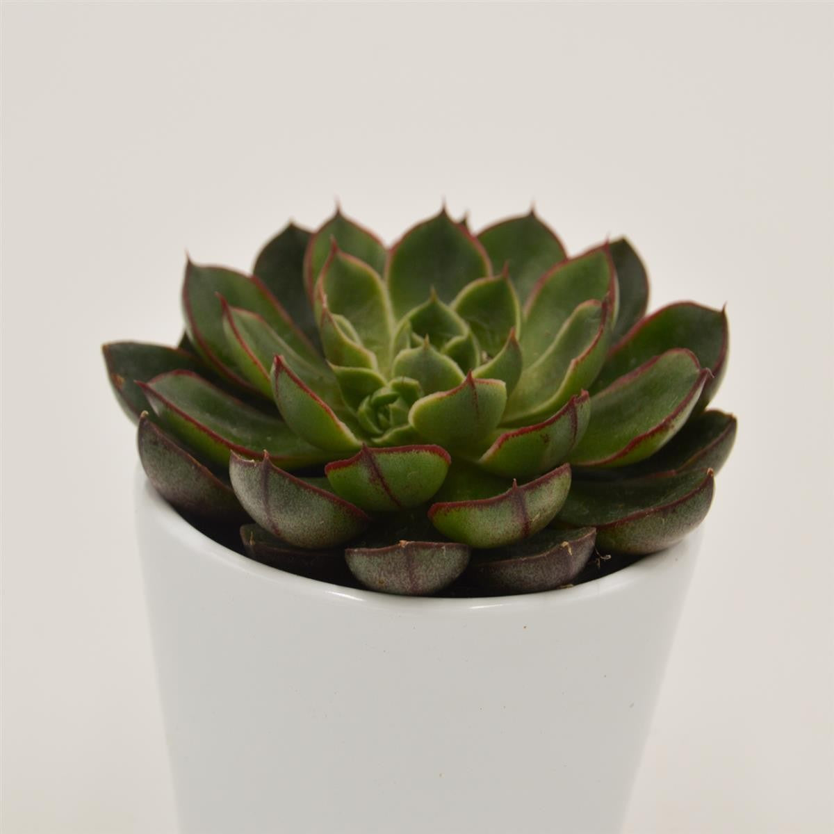 pasiora-echeveria-alita-6cm-topf image 1