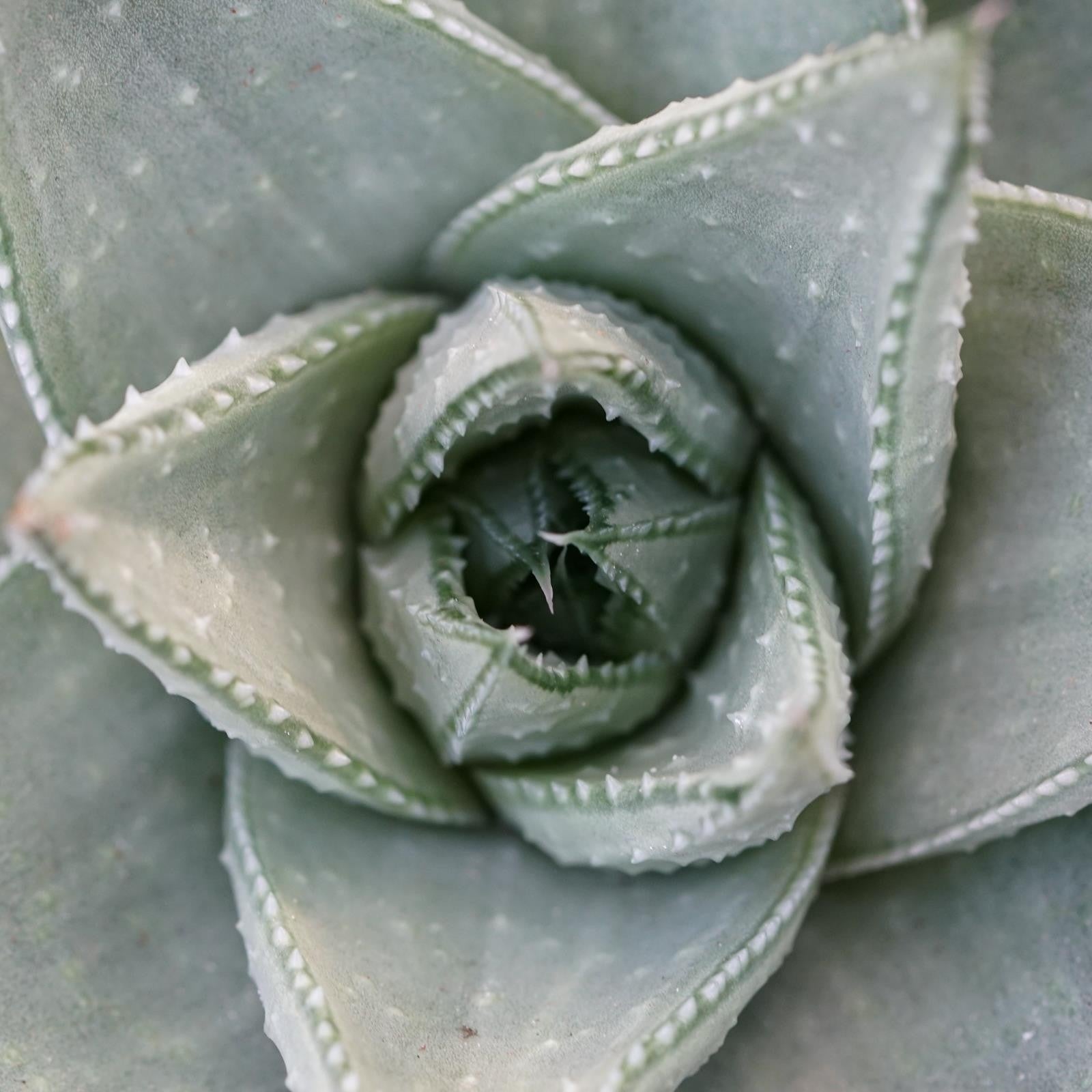 pasiora-haworthia-savanna-sukkulente-im-8-5cm-topf image 2