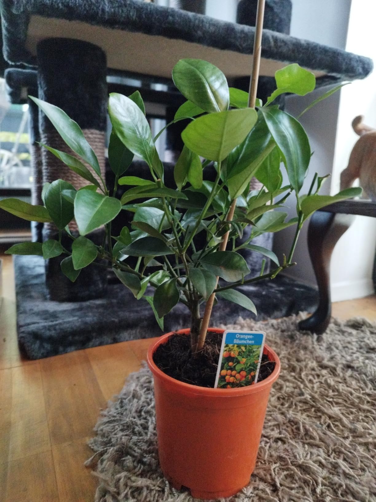 Kleiner Baum, viele Früchte