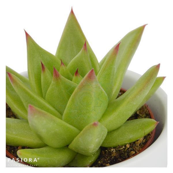 pasiora-echeveria-agavoides-lipstick-sukkulente-6cm-topf image 4