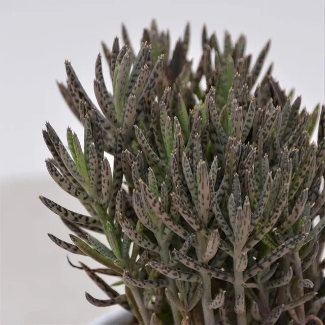 pasiora-kalanchoe-tubiflora-pulk-sukkulente-8-5cm image 1