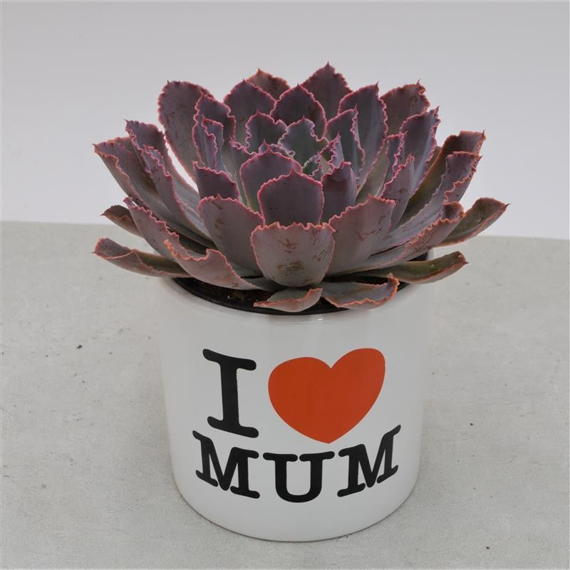 pasiora-i-love-mom-bertopf-geschenk-topf-f-r-sukkulenten image 4
