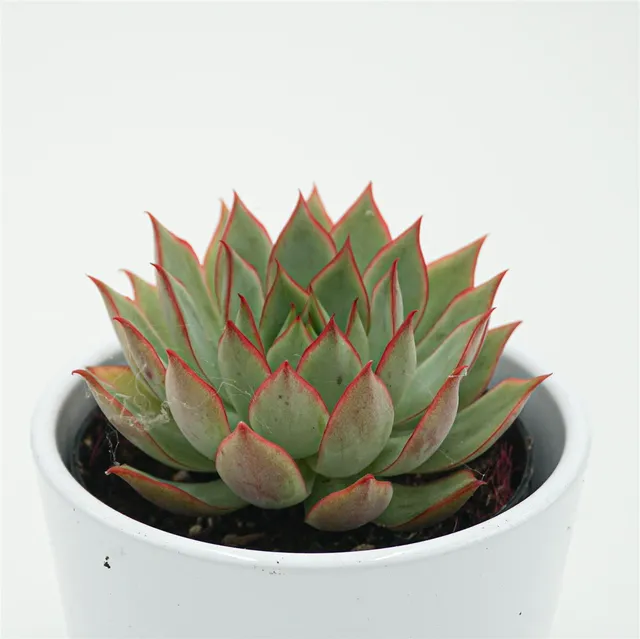 pasiora-echeveria-yeon-deung-sukkulente-9cm image 1