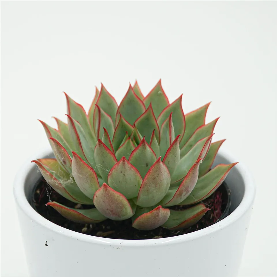 pasiora-echeveria-yeon-deung-sukkulente-9cm image 1