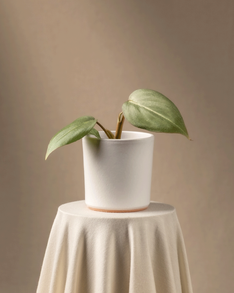 feey-philodendron-gloriosum-babypflanze-rarit-t image 7