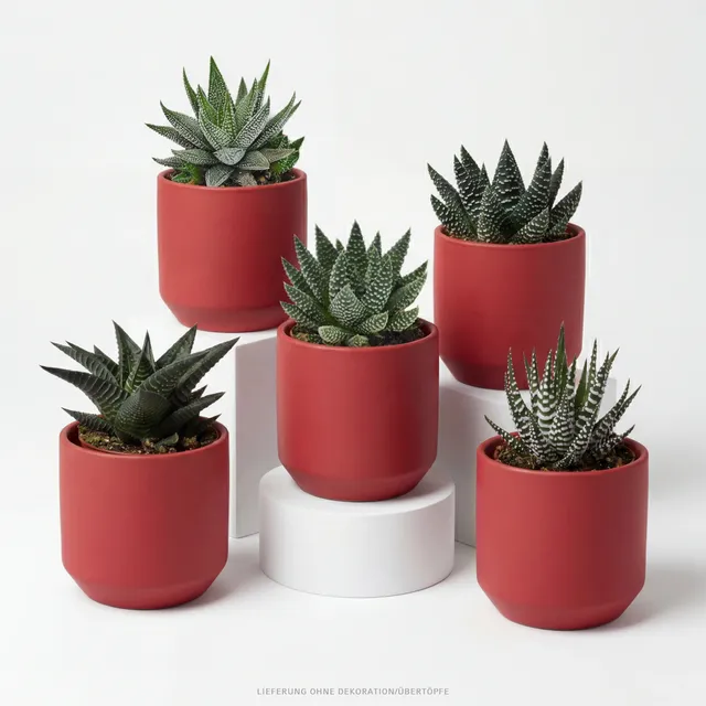 pasiora-haworthia-5er-sukkulenten-mix-ohne-bertopf image 1