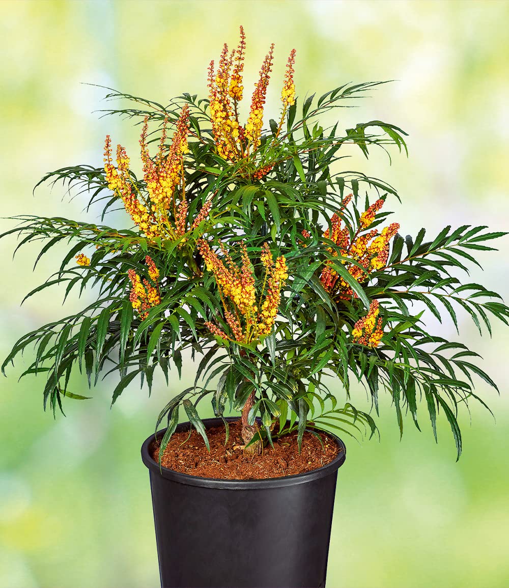 baldur-garten-mahonie-volcano-myoy-zierstrauch-im-2-liter-topf image 7