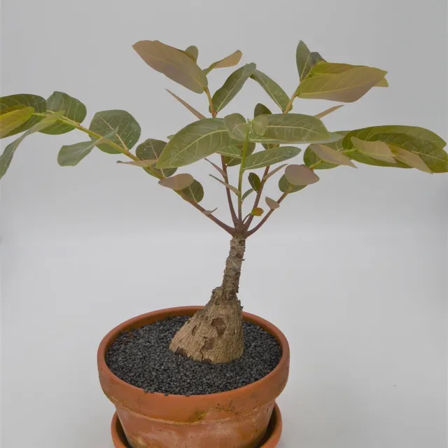 pasiora-phyllanthus-mirabilis-caudex-rarit-t-17cm-im-tontopf image 1