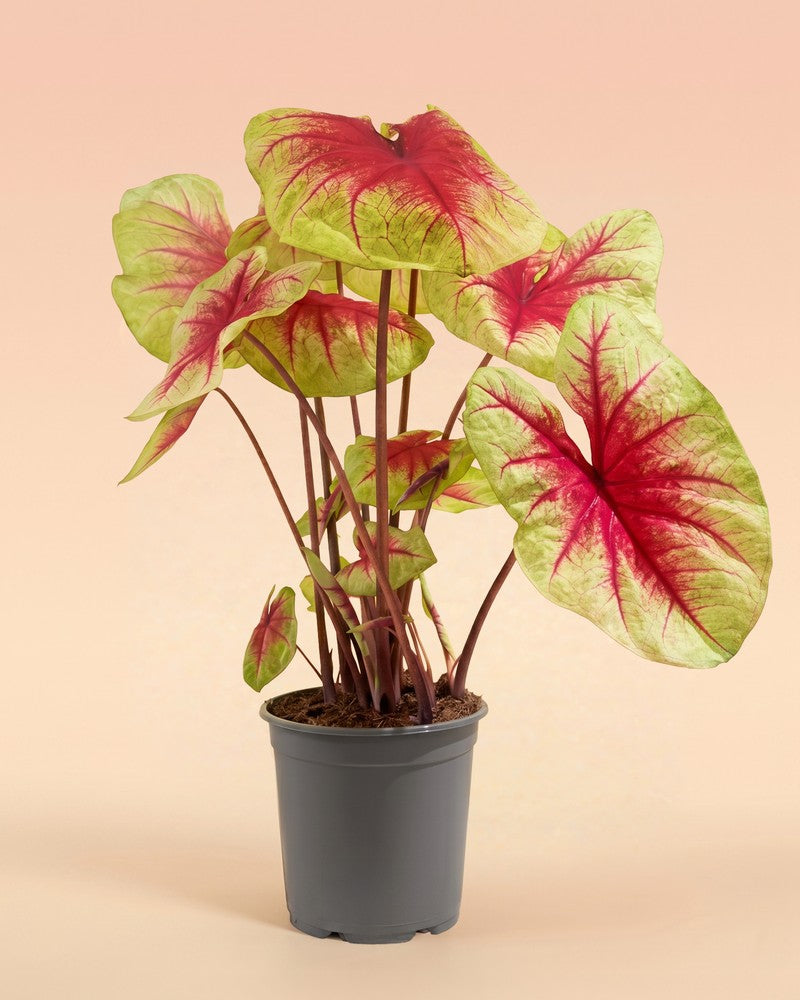 feey-caladium-lemon-blush-gro-e-zimmerpflanze-bunt image 3
