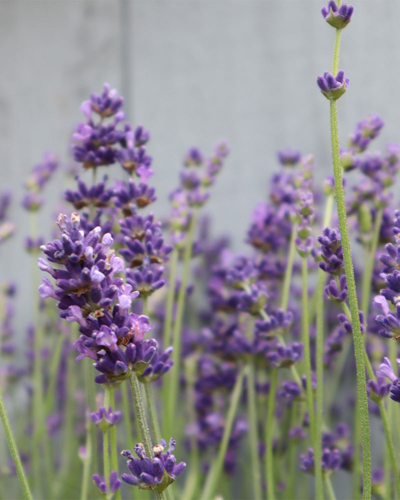 feey-lavendel-lavandula-angustifolia-hidcote-blue image 8