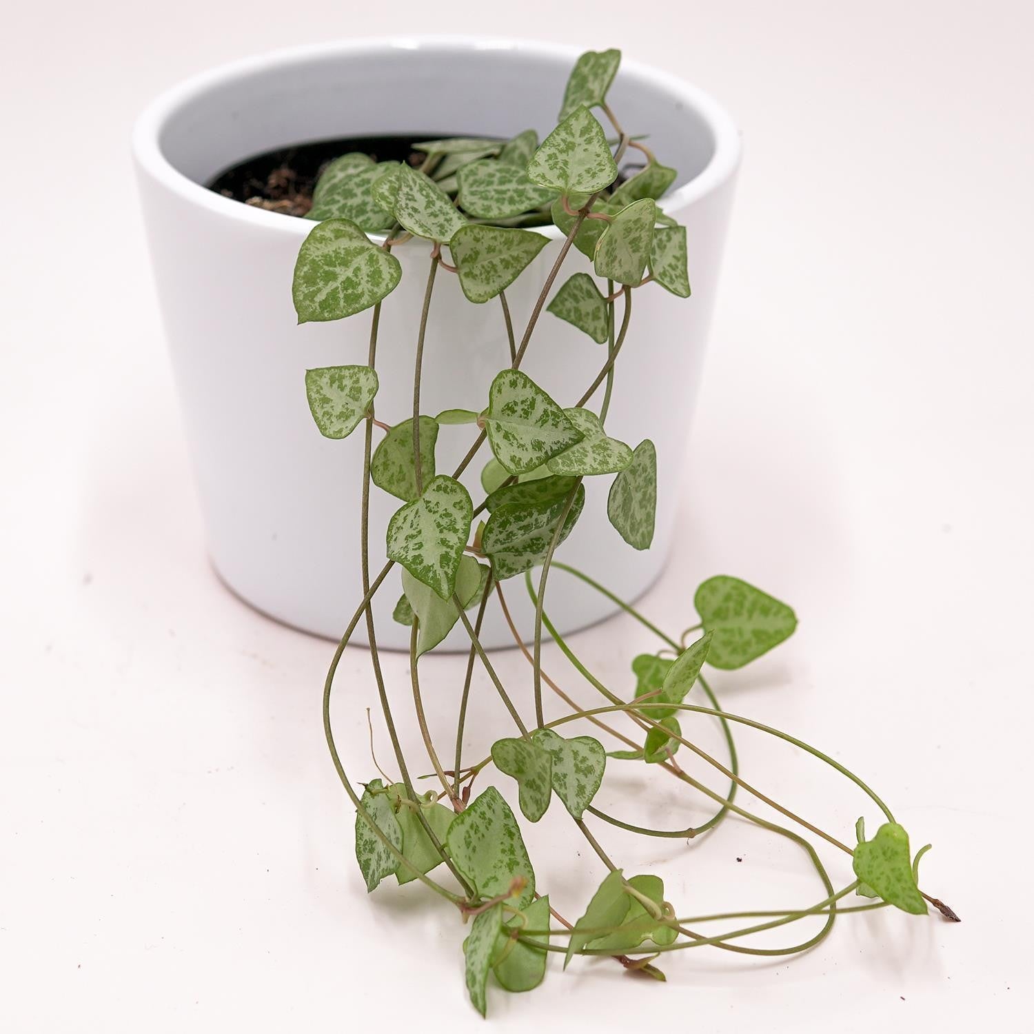 pasiora-ceropegia-woodii-heartless-h-ngepflanze-8-cm-topf image 2