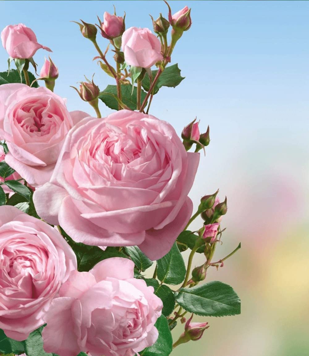 baldur-garten-2er-set-clematis-armandii-rose-nah-ma image 4