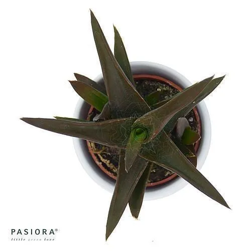 pasiora-aloe-black-gem-hybrid-sukkulente-6-cm-topf image 1