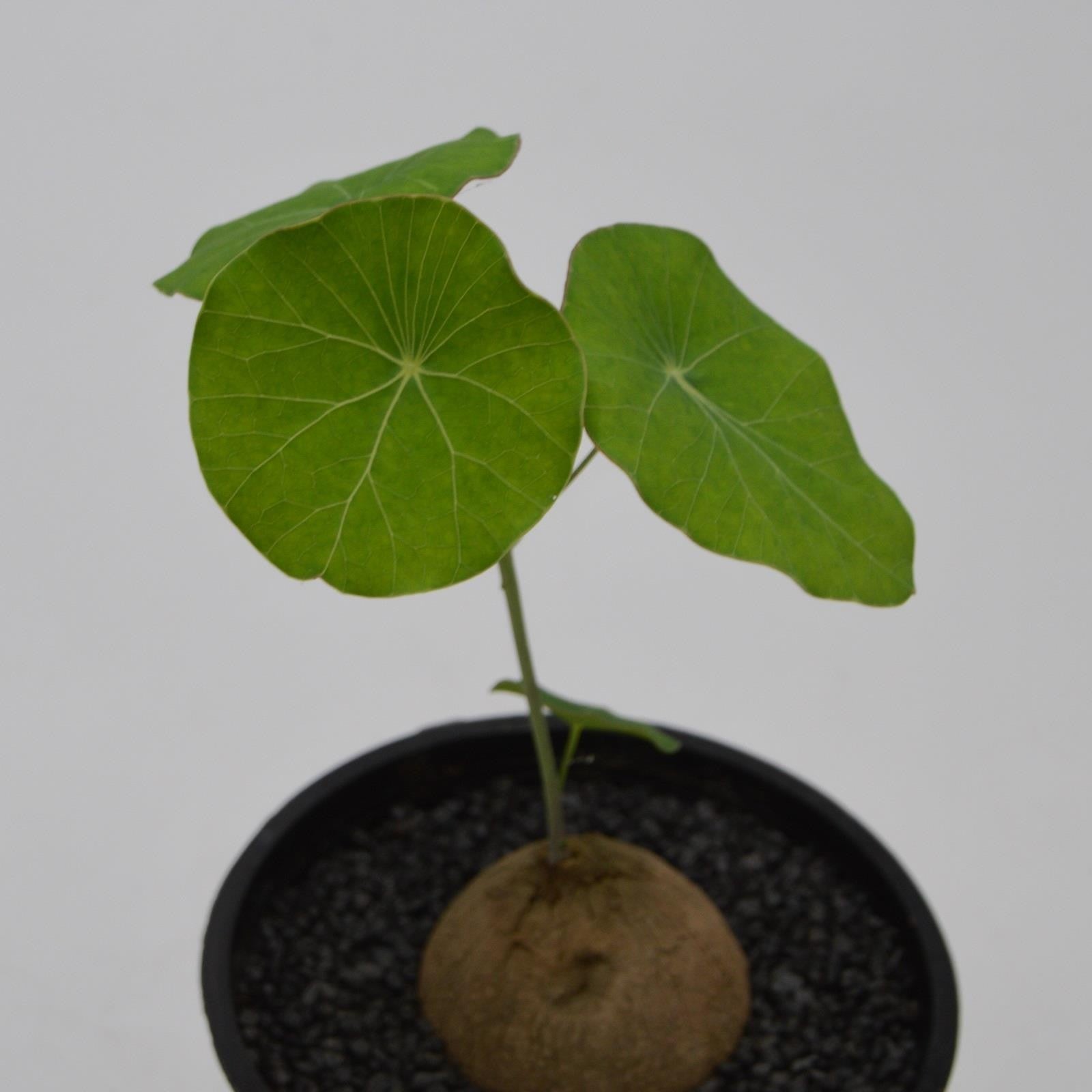 pasiora-stephania-erecta-caudexpflanze-12cm-rarit-t image 2
