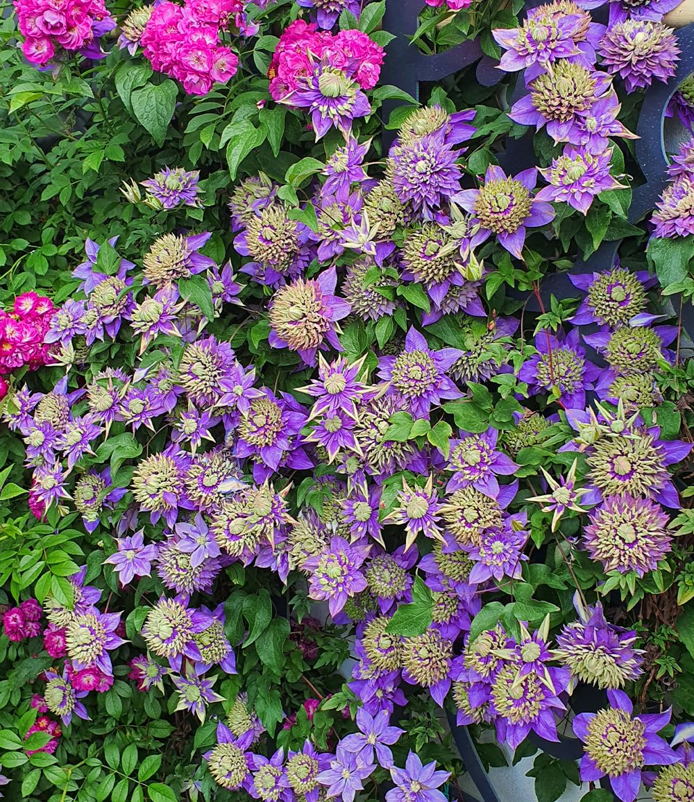 baldur-garten-2x-clematis-taiga-rarit-t-kletterpflanze-im-11-cm-topf image 3