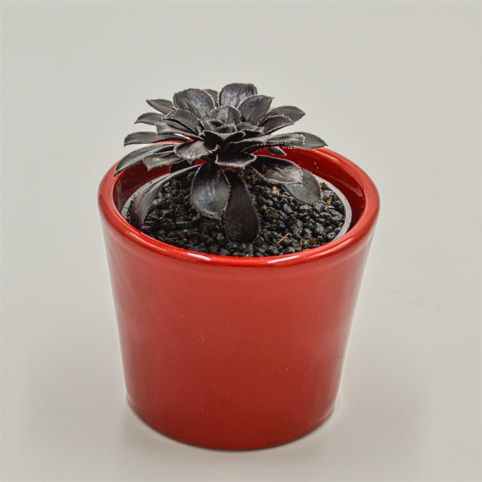 pasiora-aeonium-arboreum-schwarzkopf-sukkulente-6-cm-topf image 2