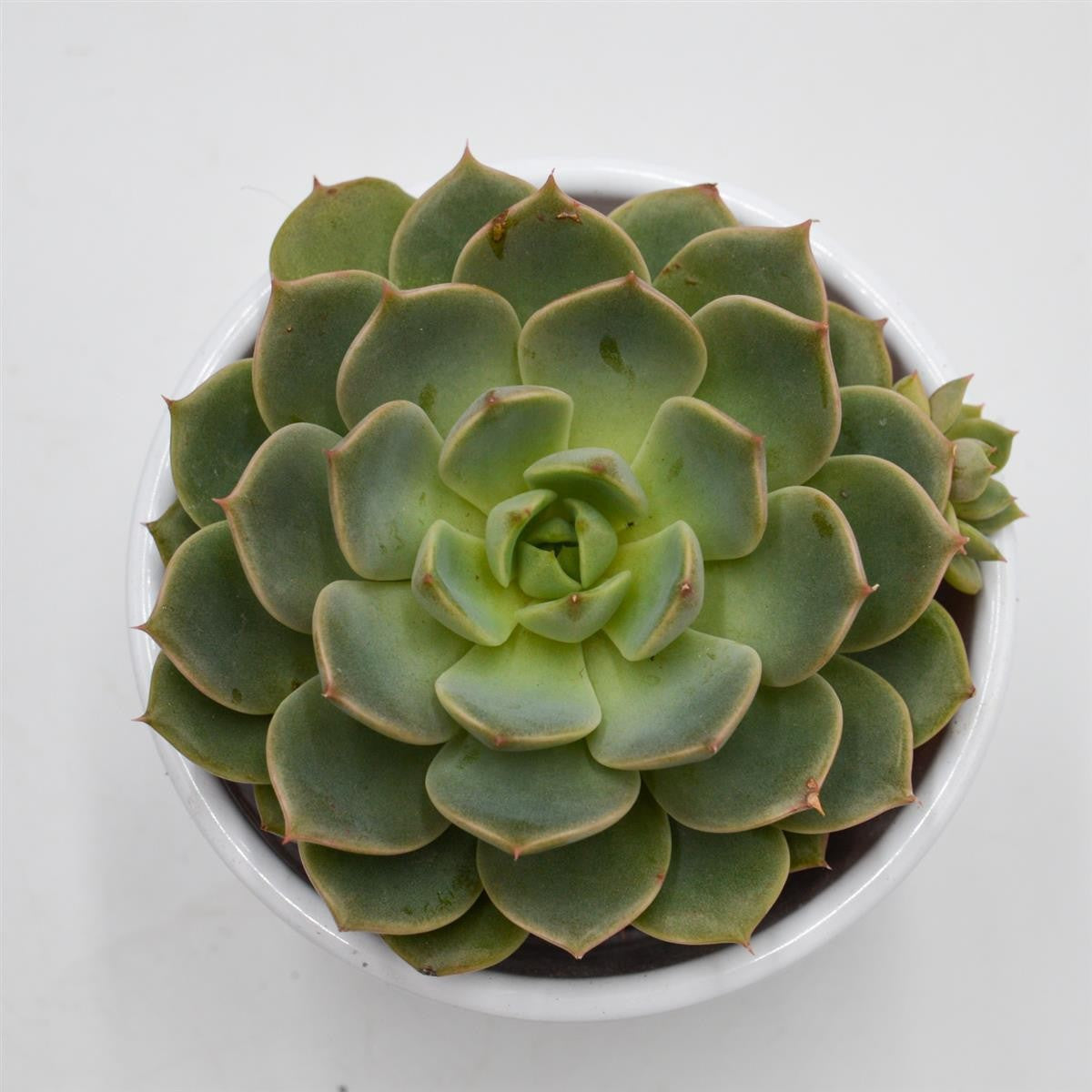 pasiora-echeveria-elfstone-echeverie-8-5-cm image 2