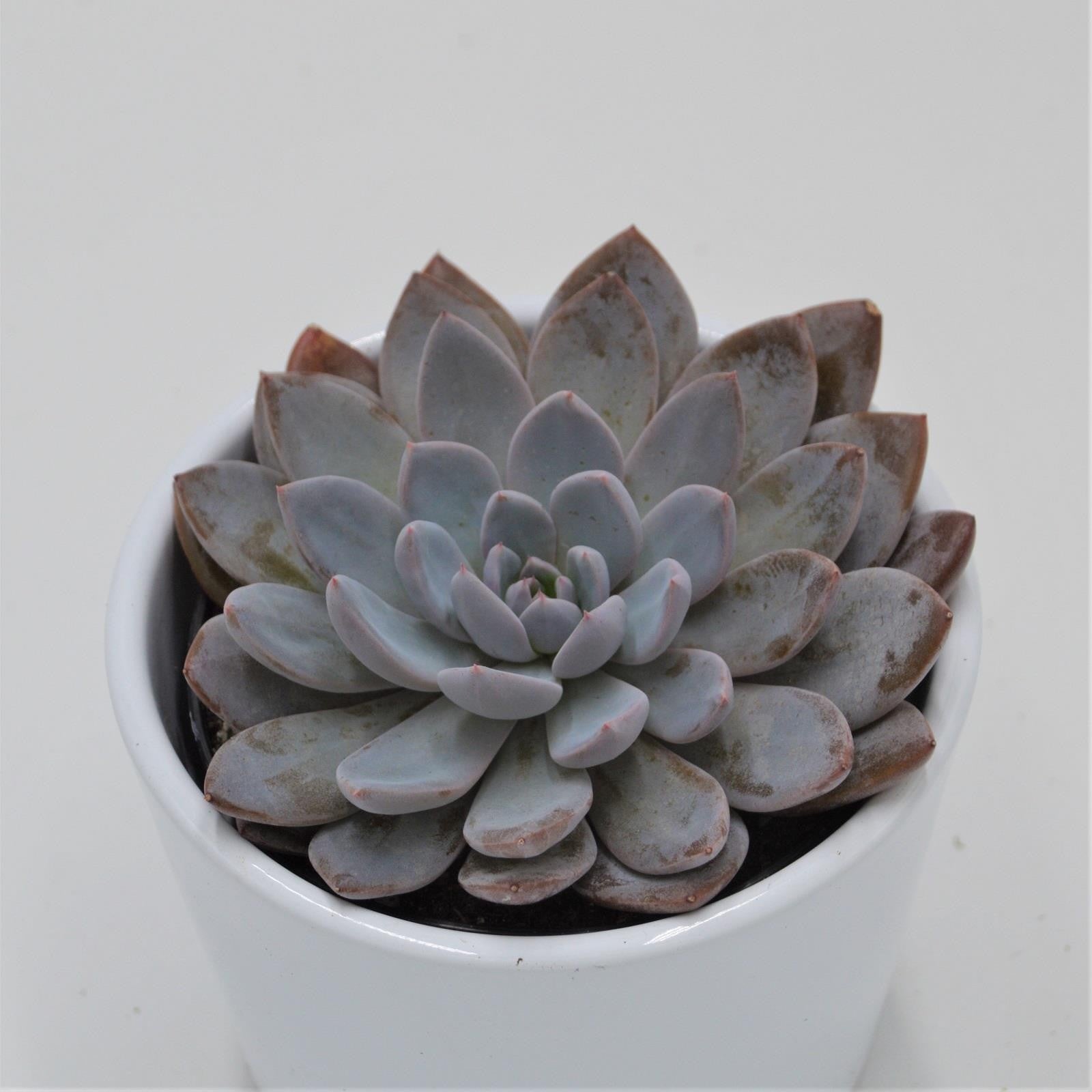 pasiora-x-graptoveria-lulu-sukkulente-9cm-topf image 1