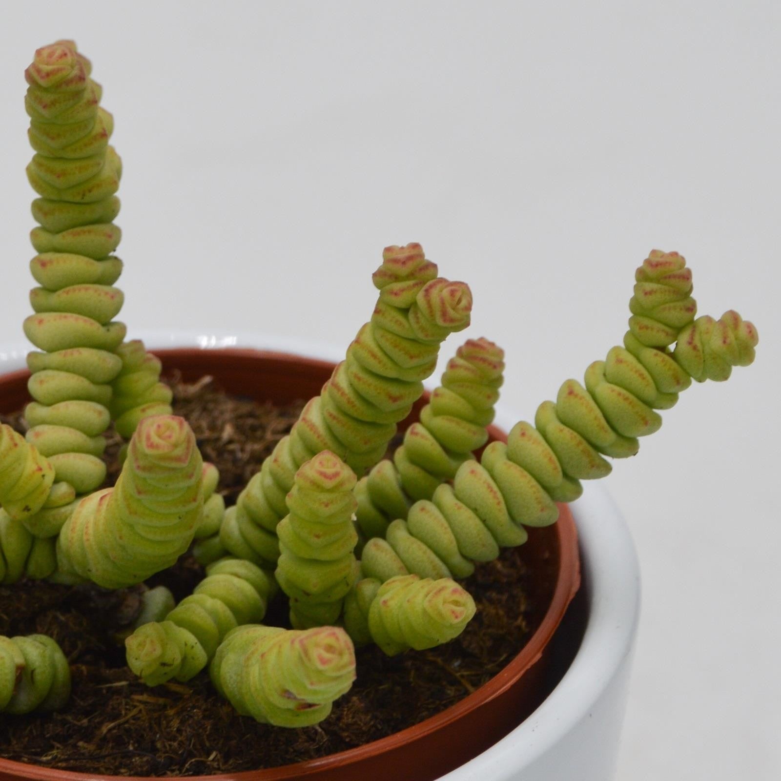 pasiora-crassula-rupestris-marnieriana-mini-8-5cm image 1