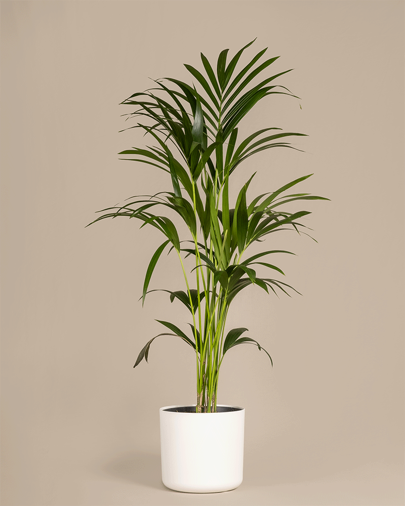 feey-kentiapalme-gro-zimmerpflanze-howea-forsteriana image 5