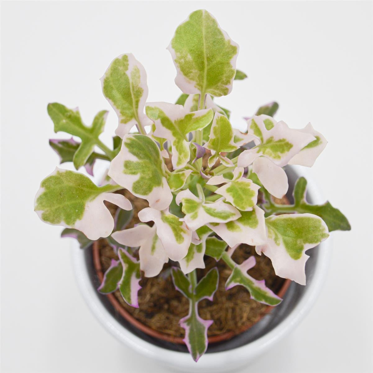 pasiora-senecio-articulatus-f-variegata-sukkulente-8-5cm-topf image 4