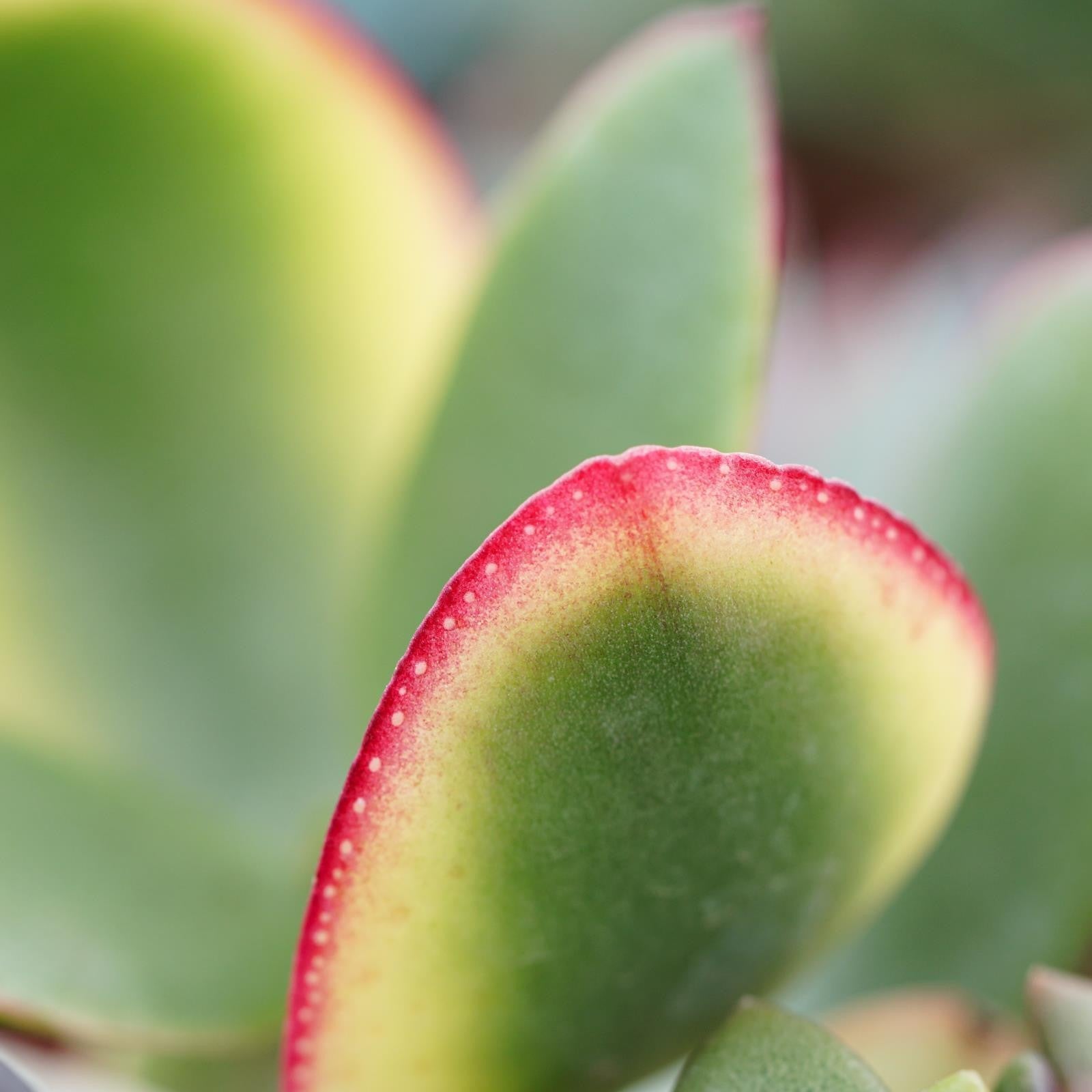 pasiora-crassula-ovata-tricolor-sukkulente-5-5cm-topf image 3