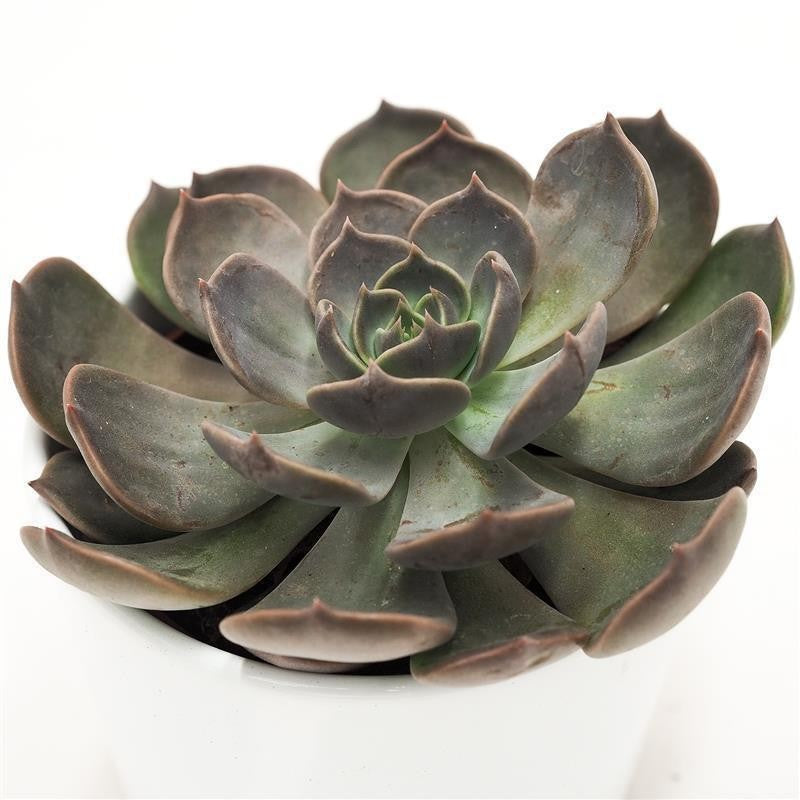 pasiora-echeveria-marrom-echeverie-sukkulente-10-5-cm-topf image 1