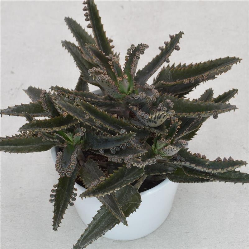 pasiora-kalanchoe-daigremontiana-brutblatt-12-cm-topf image 1
