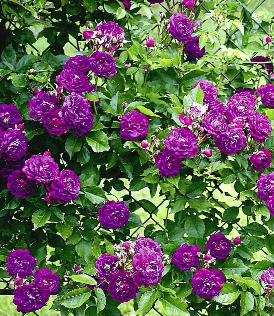 baldur-garten-rambler-rose-bleu-magenta-wurzelballiert image 1