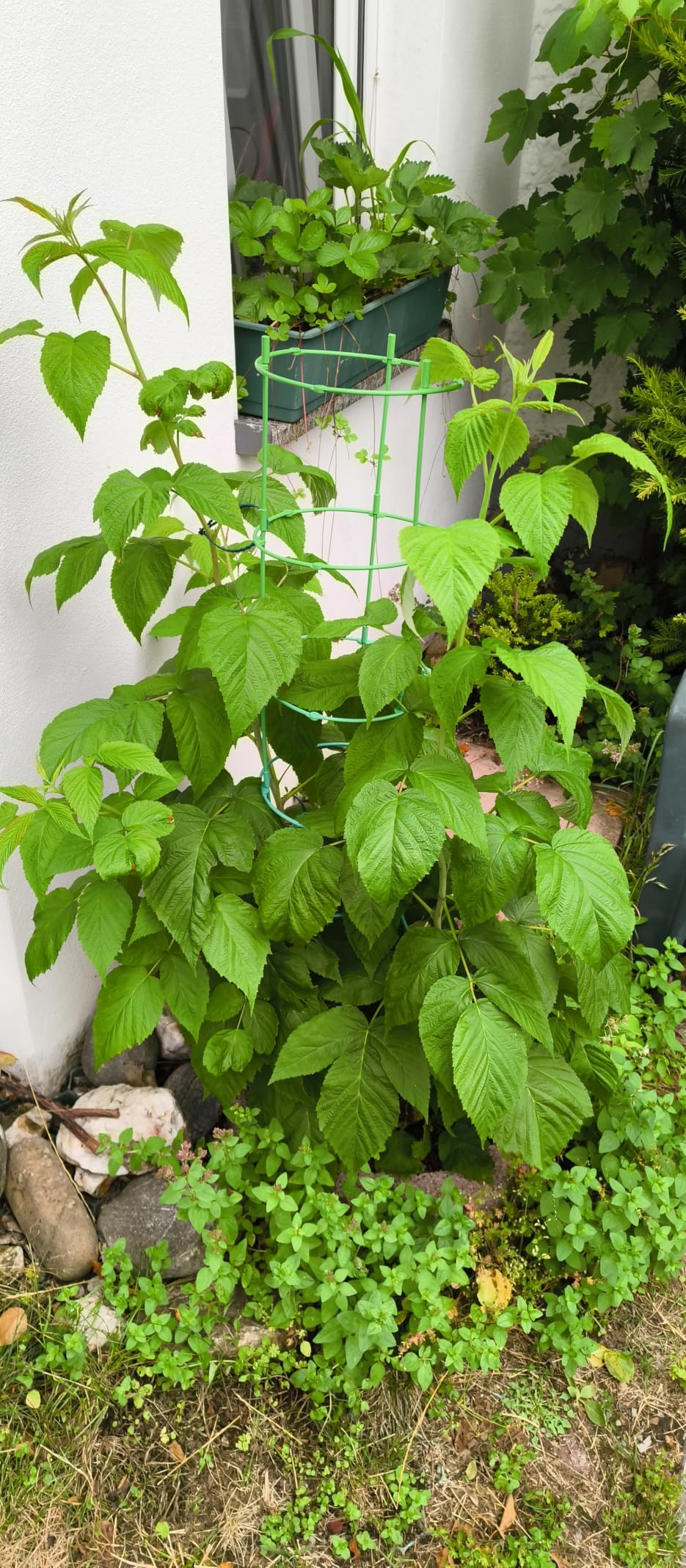 Riesige Beeren!