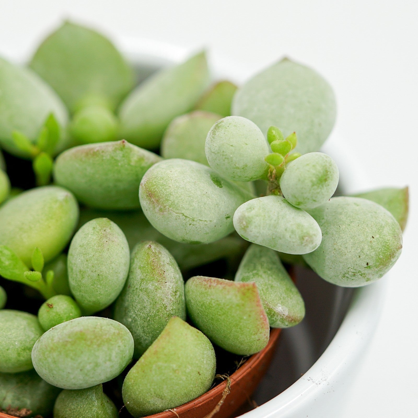 pasiora-cotyledon-pendens-sukkulente-h-ngend-5-5-cm-topf image 1