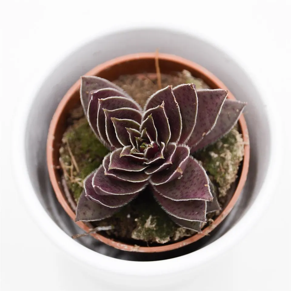 pasiora-crassula-corymbulosa-5-5cm-sukkulente image 1