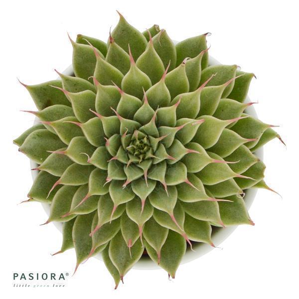 pasiora-graptopetalum-filiferum-sukkulente-im-6cm-topf image 1