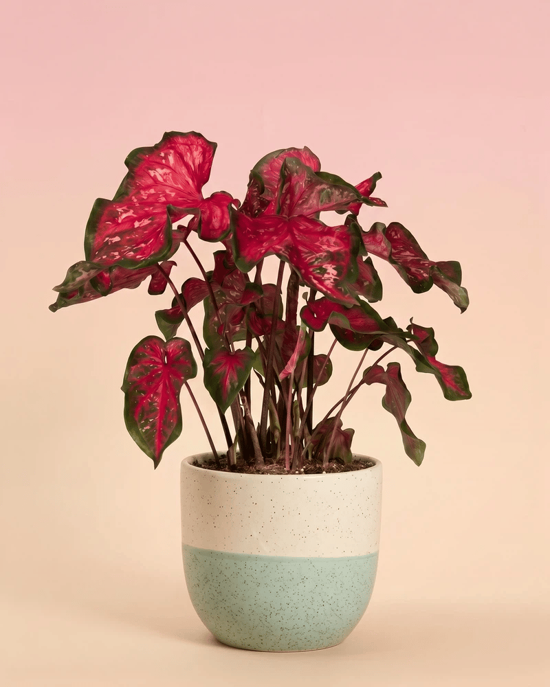 feey-caladium-pink-panther-zimmerpflanze image 5