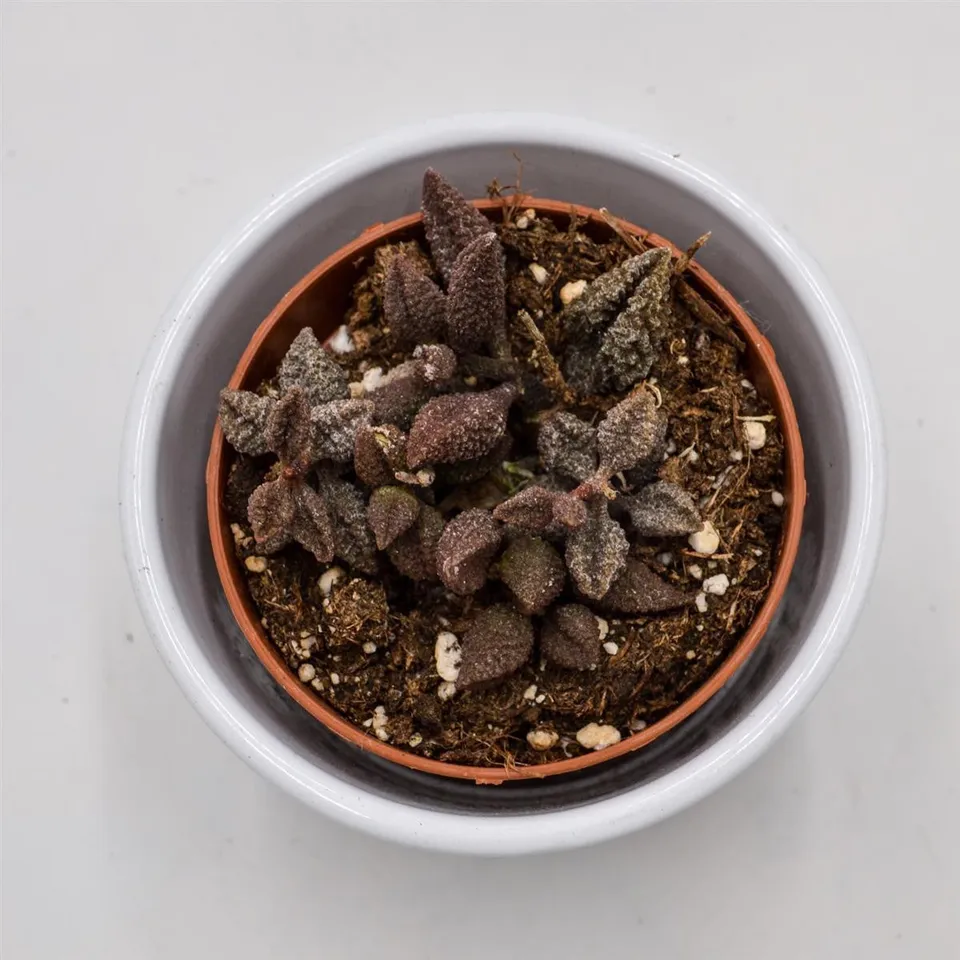 pasiora-adromischus-marianiae-coffee-bean-8-5cm-topf image 1