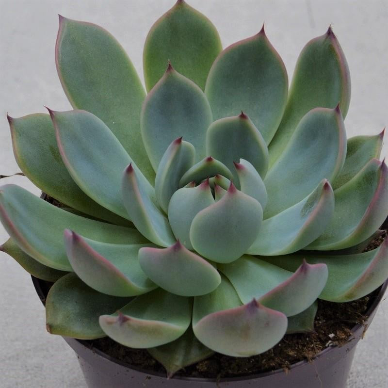 pasiora-echeveria-parva-beatrice-sukkulente-10-5cm-topf image 1