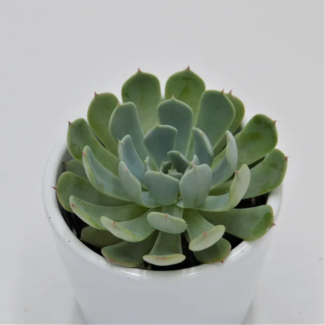 pasiora-echeveria-secunda-el-chico-sukkulente-6-cm-topf image 1