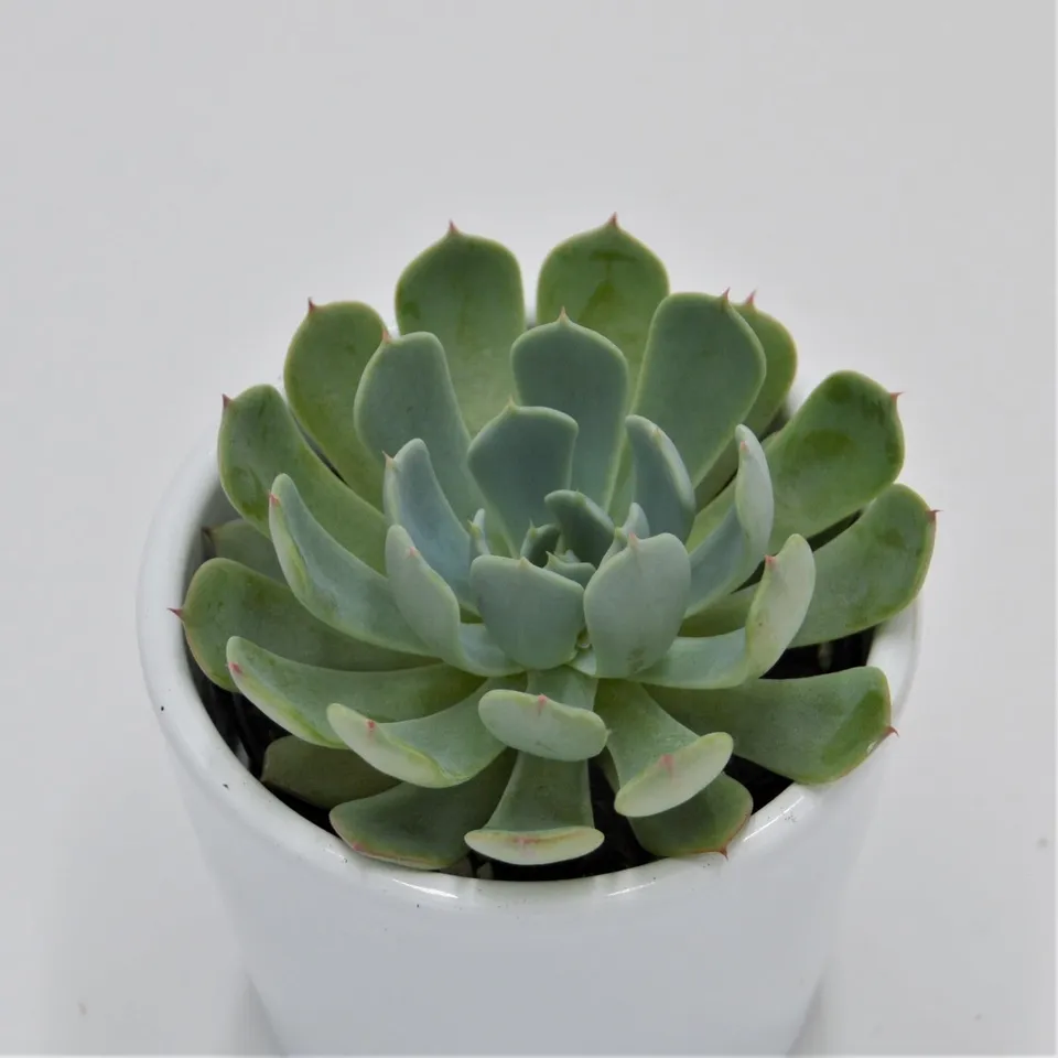 pasiora-echeveria-secunda-el-chico-sukkulente-6-cm-topf image 1
