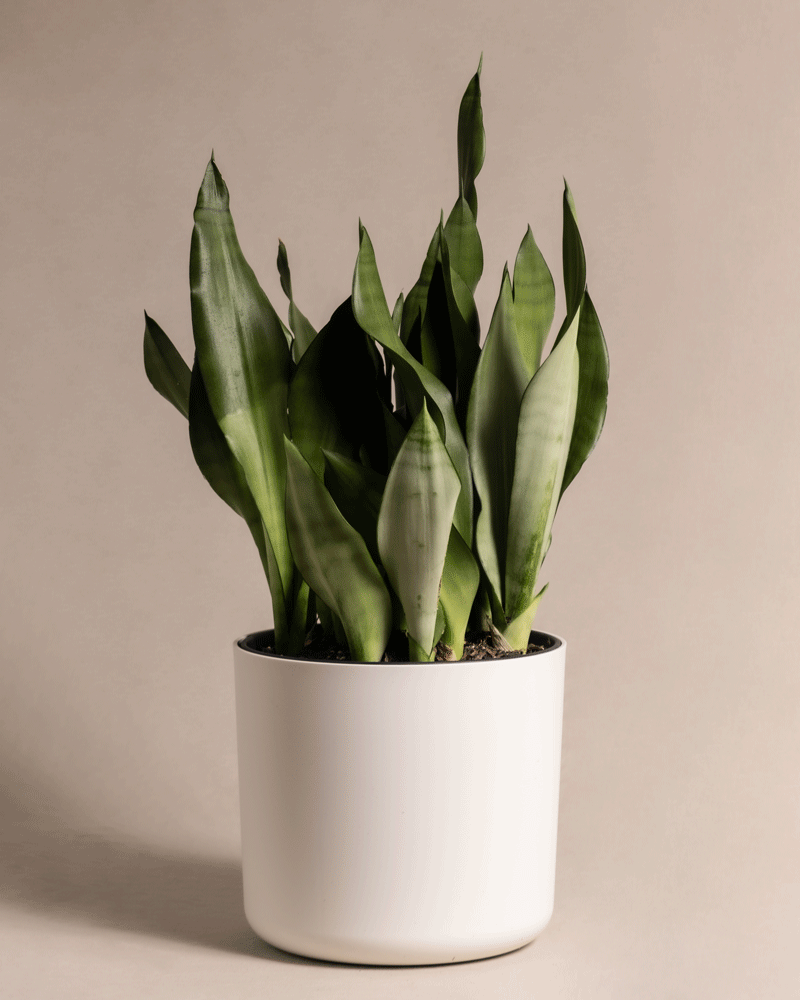 feey-gro-e-moonshine-sansevieria-trifasciata-silber-bogenhanf-zimmerpflanze image 5