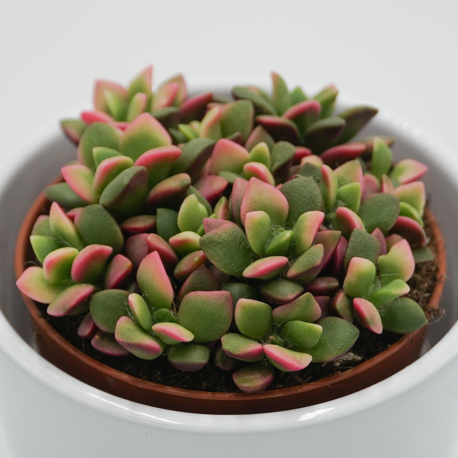 pasiora-anacampseros-rufescens-subsp-variegata-sukkulente-9cm image 3