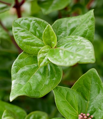 baldur-garten-viburnum-rock-n-rolla-zierstrauch-9x9-cm-topf image 8
