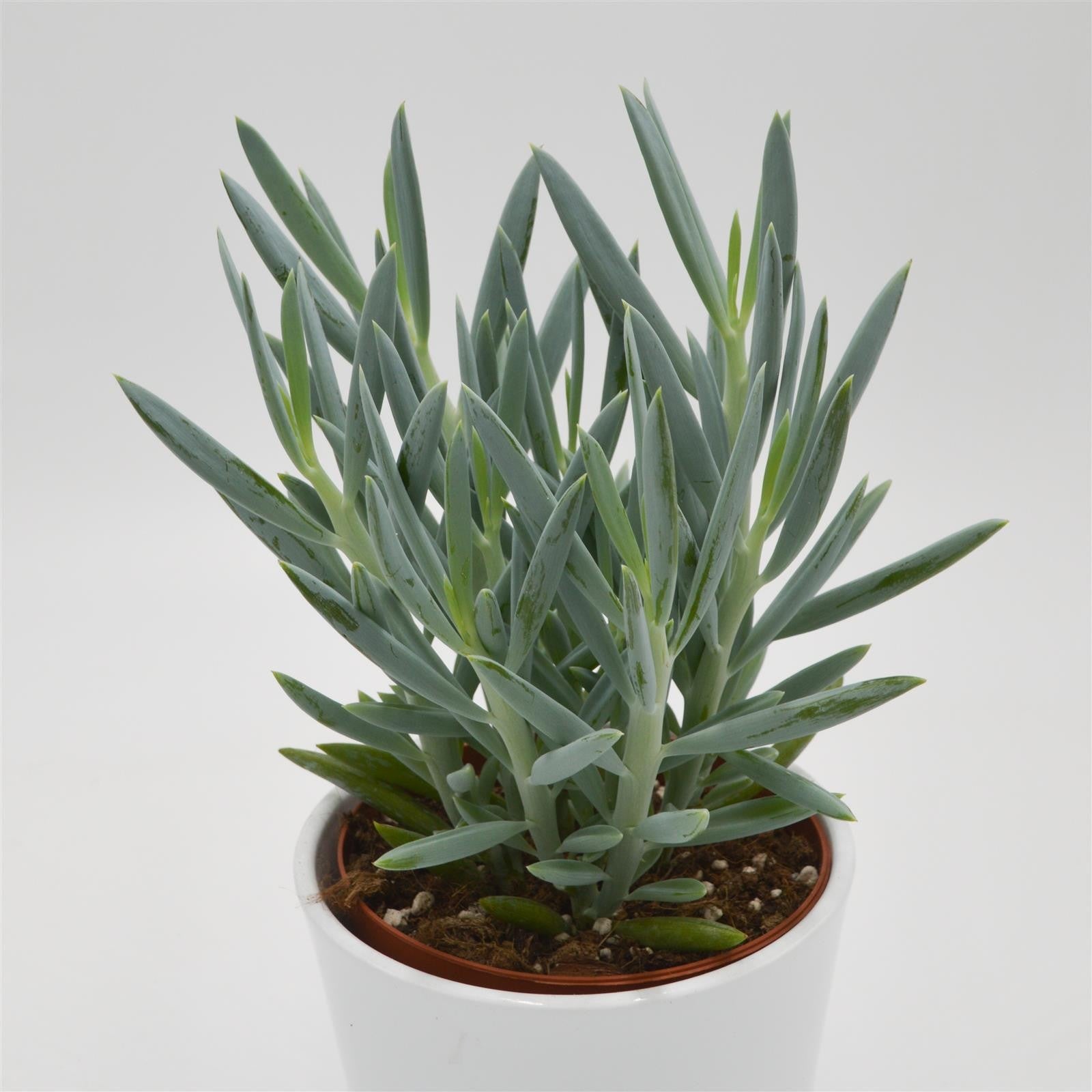 pasiora-senecio-mount-everest-sukkulente-12cm-topf image 1