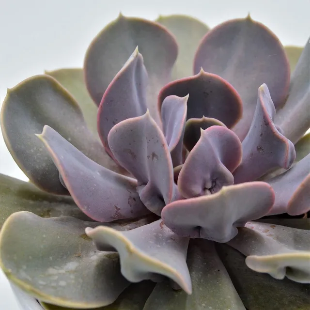 pasiora-echeveria-trompette-sukkulente-12-cm-topf image 1
