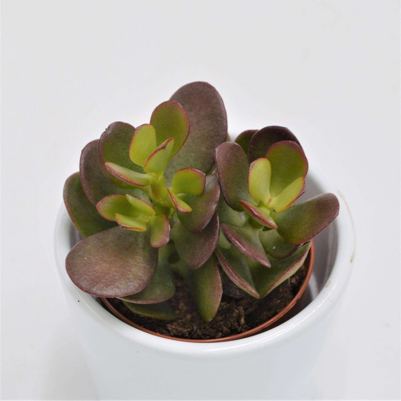 pasiora-crassula-minor-geldbaum-sukkulente-5-5cm image 1
