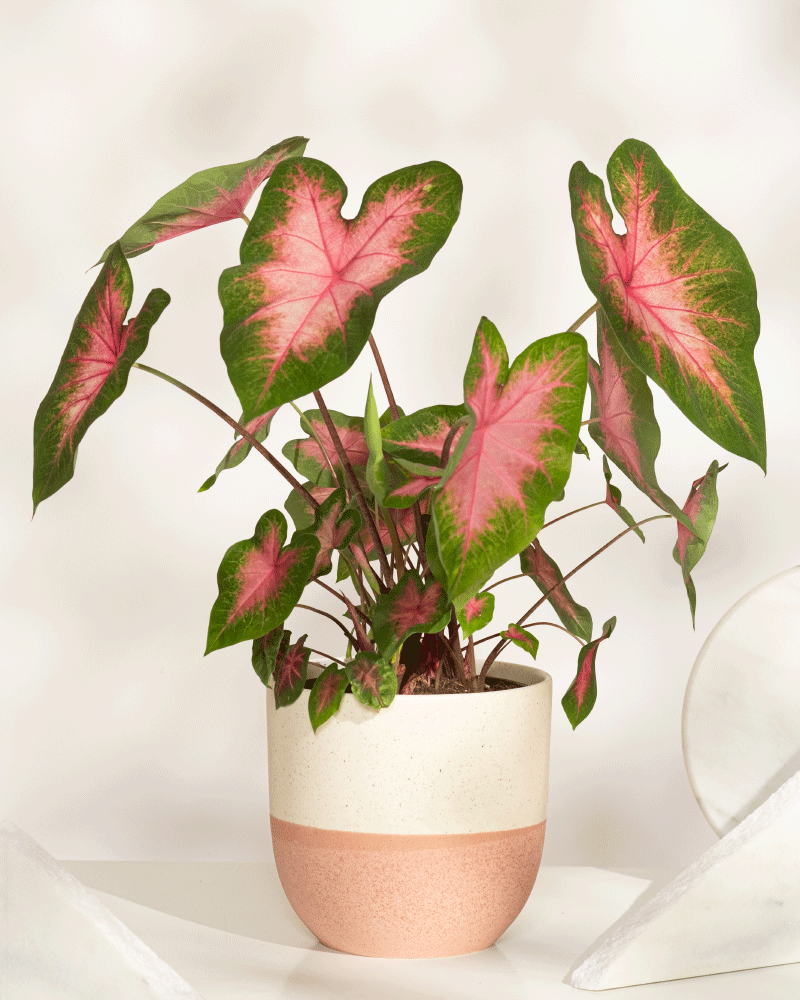 feey-caladium-kathleen-zimmerpflanze image 8