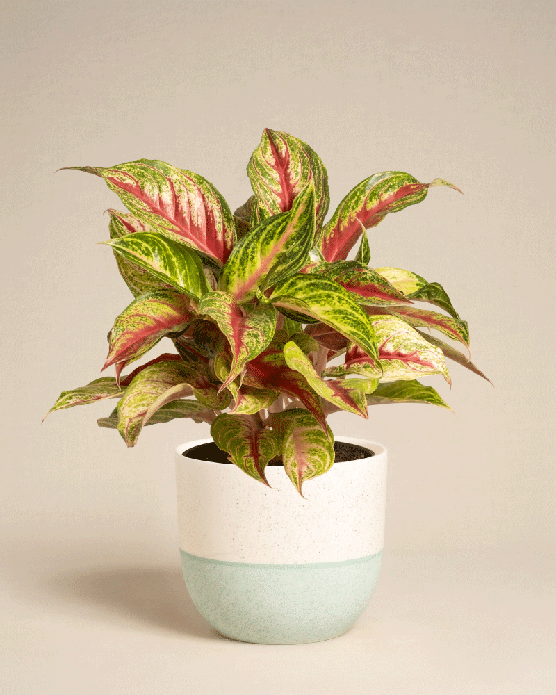 feey-aglaonema-siam-violet-zimmerpflanze image 7