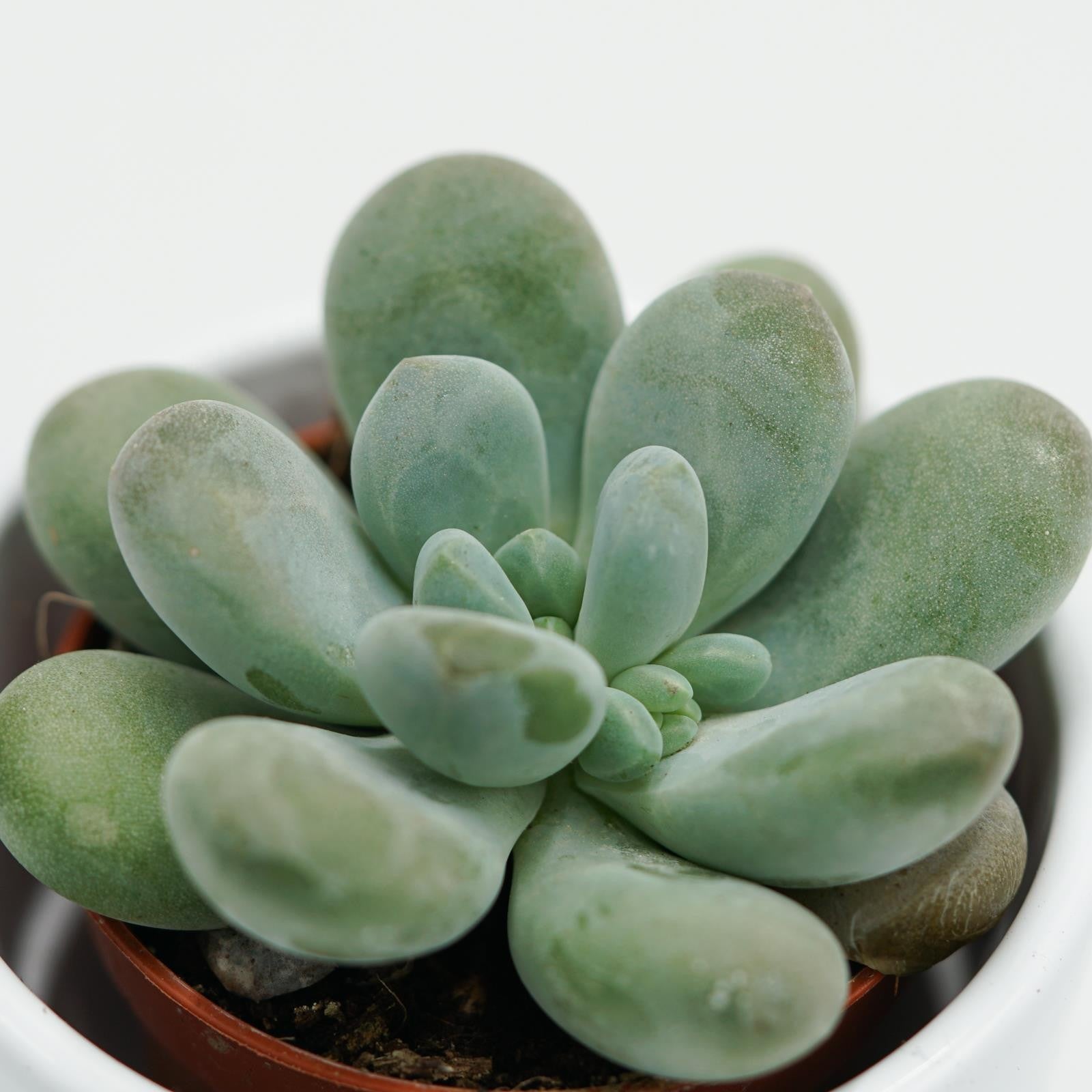 pasiora-pachyphytum-cuicatecanum-sukkulente-5-5cm-topf image 2