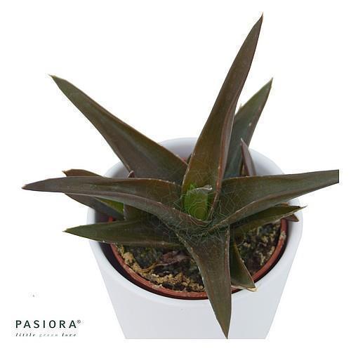 pasiora-aloe-black-gem-hybrid-sukkulente-6-cm-topf image 2
