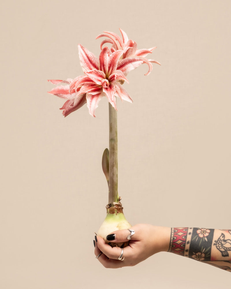 feey-amaryllis-hippeastrum-ritterstern-zwiebel-in-rot-wei-rot-wei image 1